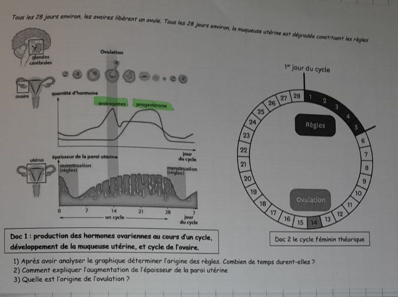 Notes - Cycle féminin