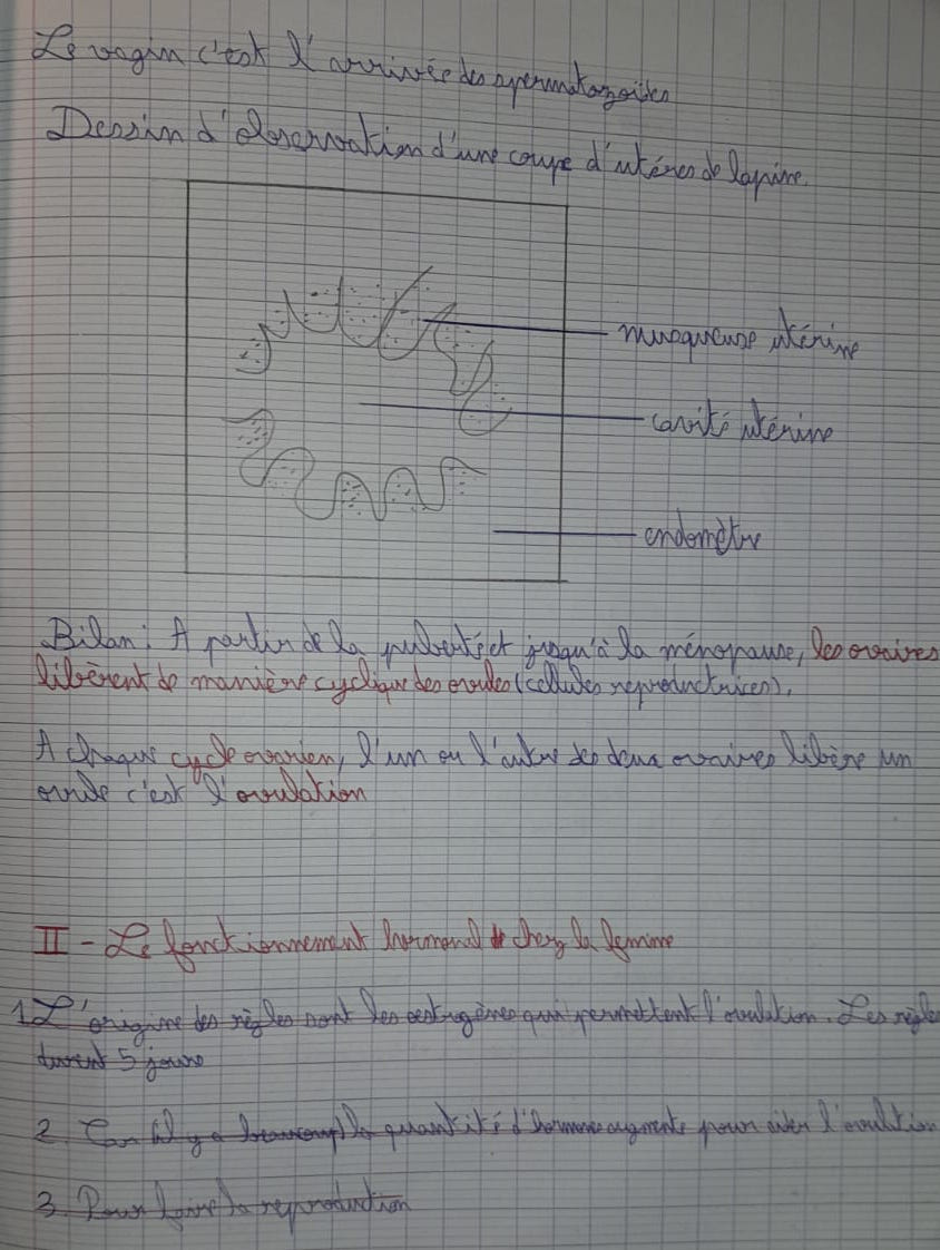 Notes - Coupe utérus