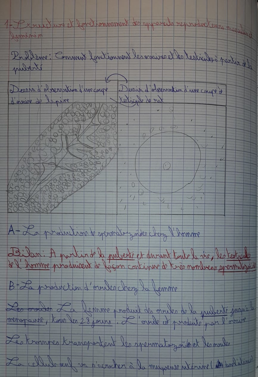 Notes - Production gamètes